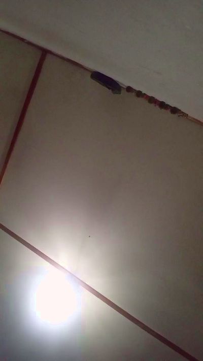 LittleBunny20 from Chile