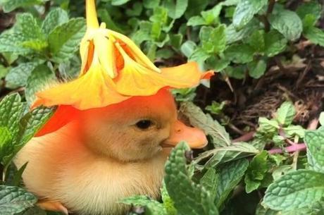 Quackdonald from Brazil