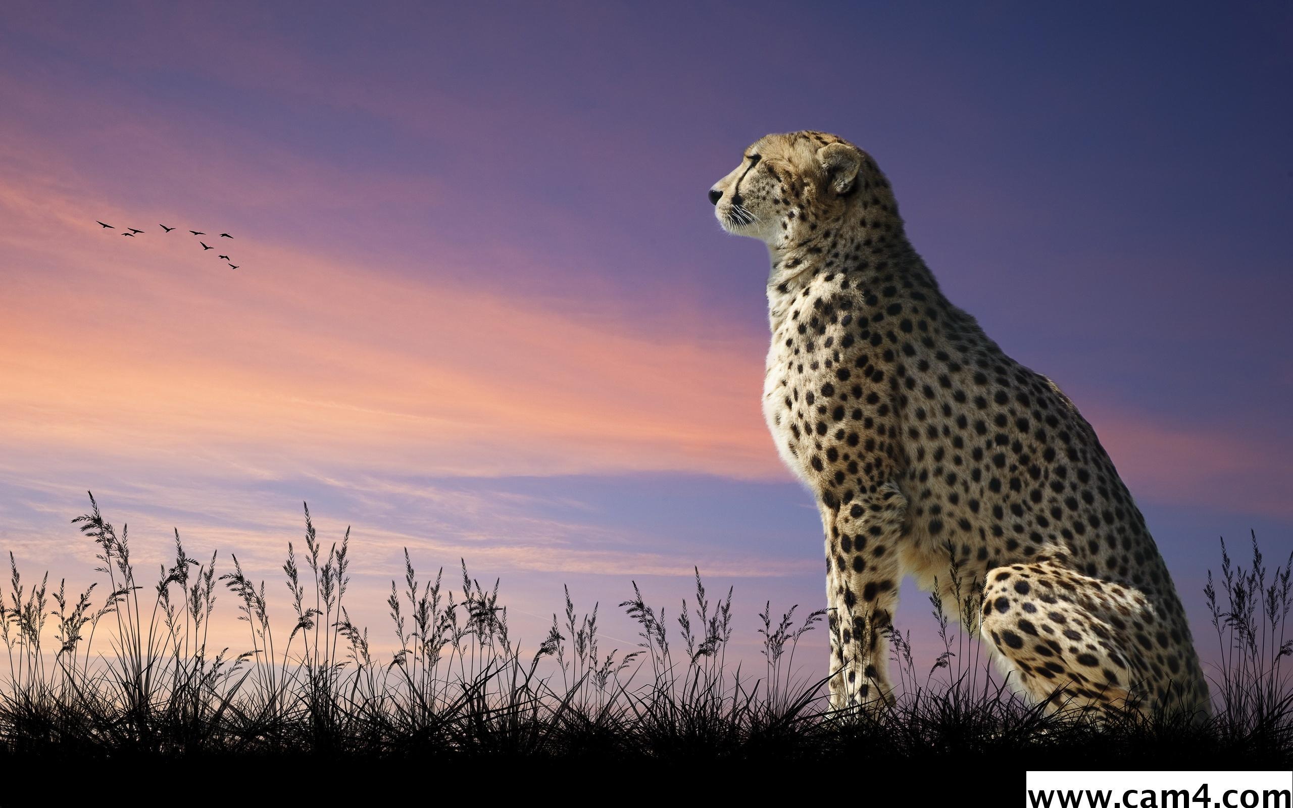 cheetah60 from India