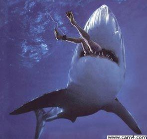 sharkxy from Belgium