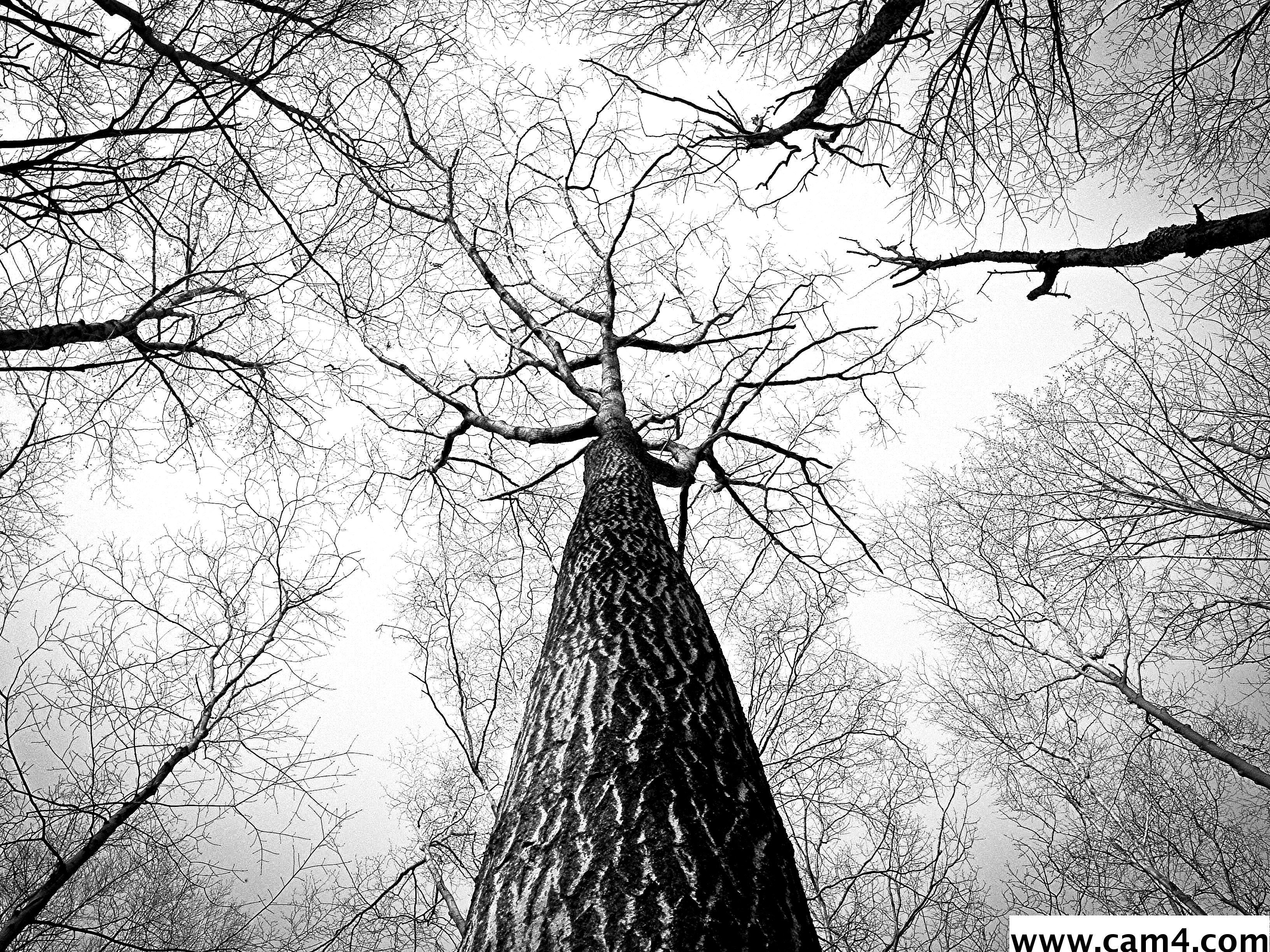 waldbewohne from Germany
